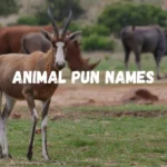 565+ animal pun names