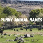 576+ punny animal names